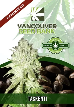 Taskenti Strain Feminized