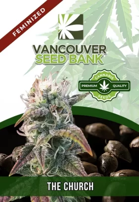 The Church Strain Feminized