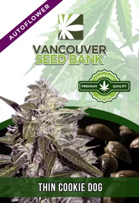 Thin Cookie Dog Strain