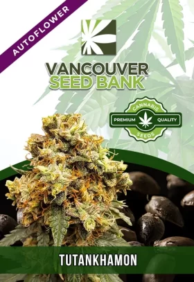 Tutankhamon Strain
