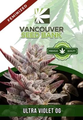 Ultra Violet OG Strain Feminized