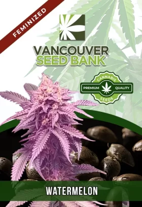 Watermelon Strain Feminized