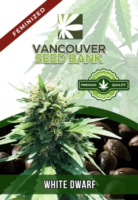White Dwarf Strain Feminized