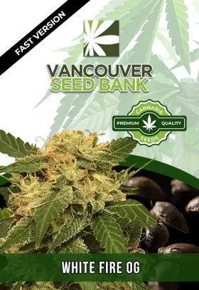 White Fire OG Strain Fast Version