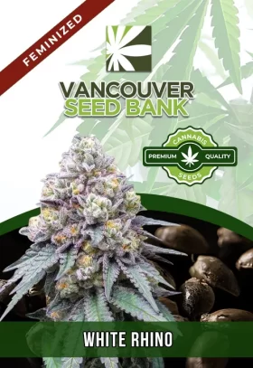 White Rhino Strain Feminized