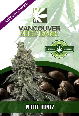 White Runtz Strain