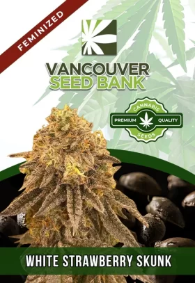 White Strawberry Skunk Feminized