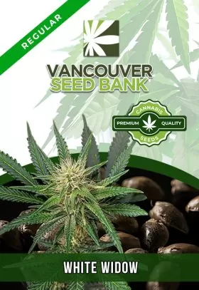 White Widow Strain Regular