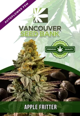 Apple Fritter Strain
