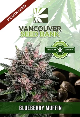 Blueberry Muffin Feminized