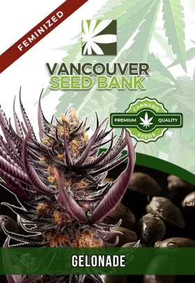 Gelonade Strain Feminized