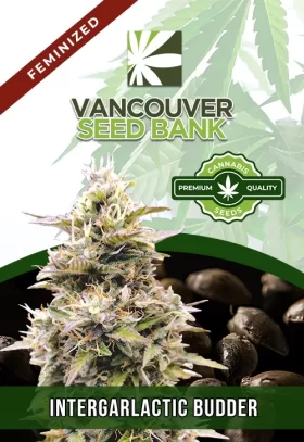 InterGarlactic Budder Strain Feminized