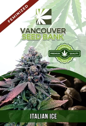 Italian Ice Strain Feminized