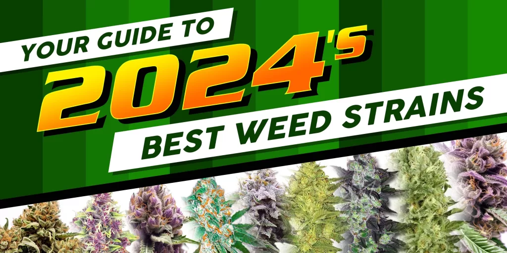 Best Weed Strains 2024