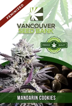 Mandarin Cookies Strain Feminized