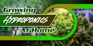Weed Hydro