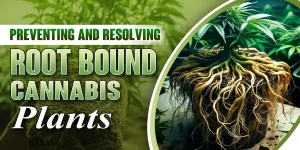 root bound weed plant