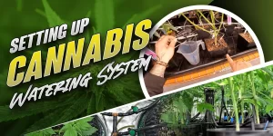 Cannabis Watering System