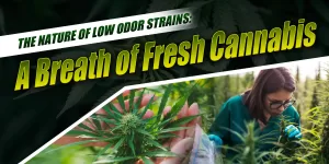 Low Odor Strains