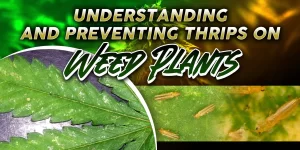 Thrips on Weed Plants