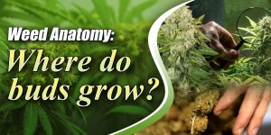 bud sites on weed plant