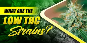 low thc strains