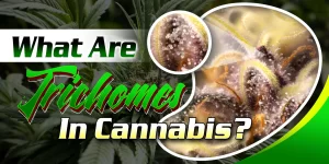 Trichomes