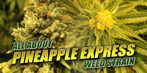 Pineapple Express Weed Strain