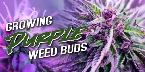 how to grow purple weed