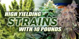 highest yielding strains