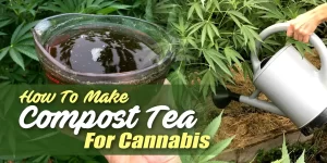 Cannabis Compost Tea