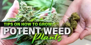 how to make weed stronger