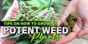 how to make weed stronger