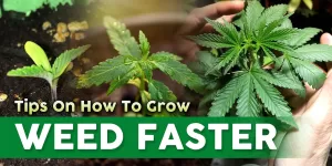 How To Grow Weed Fast