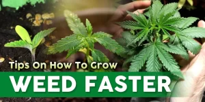 How To Grow Weed Fast