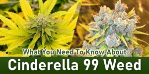Cinderella 99