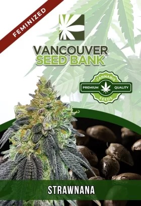 Strawnana Strain Feminized