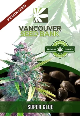 Super Glue Strain Feminized