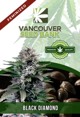 Black Diamond Strain Feminized