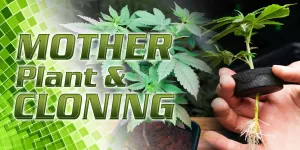 Mother Plant