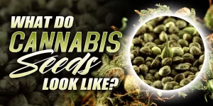 what does a weed seed look like