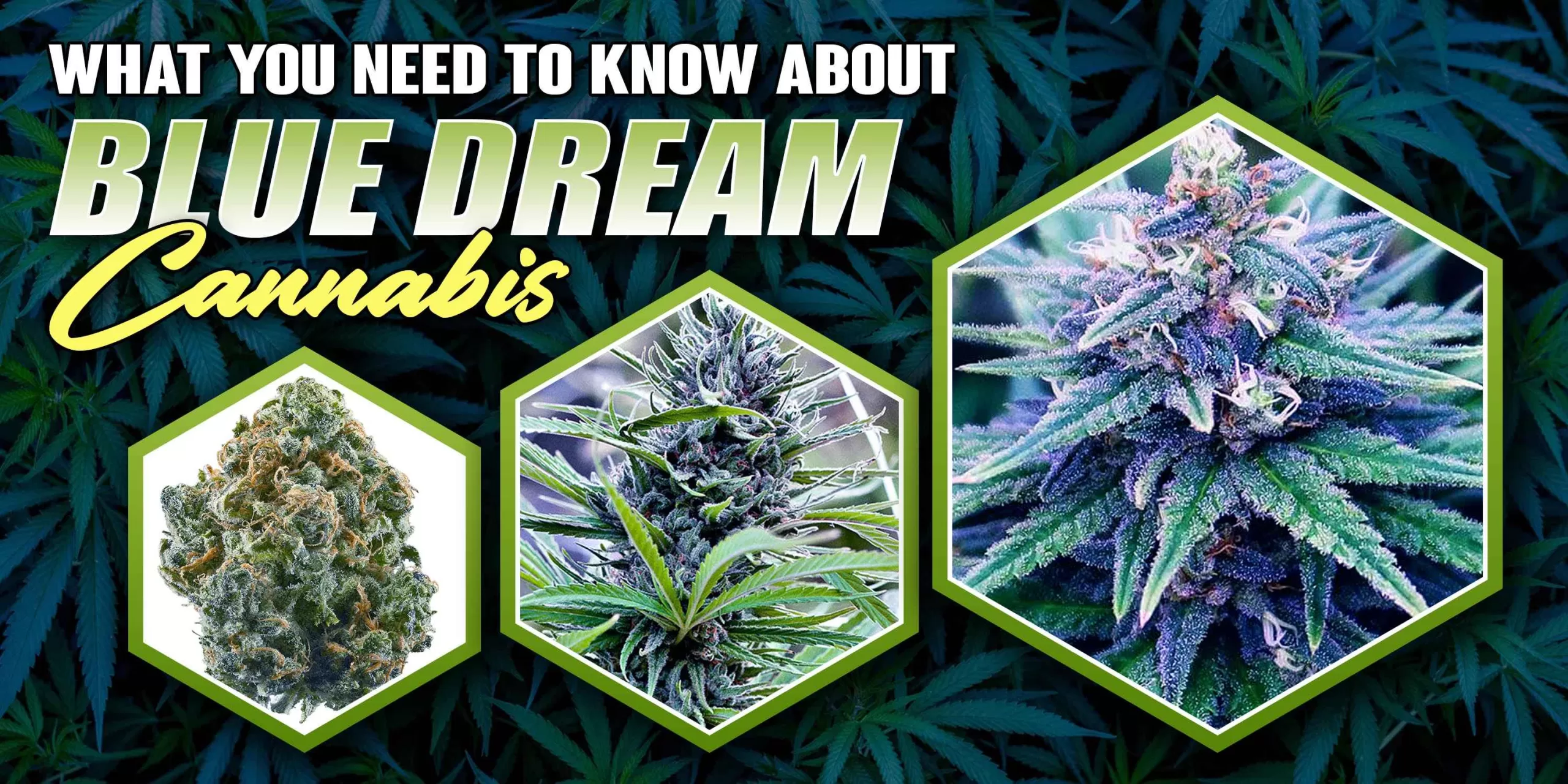 blue dream cannabis