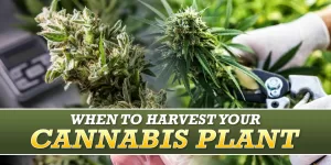 early harvest weed