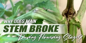 main stem broke during flowering