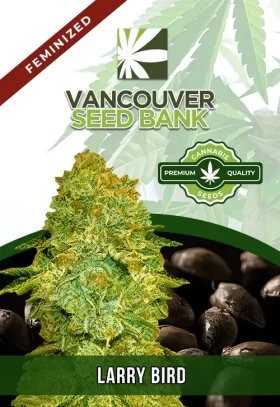 Larry Bird Strain Feminized