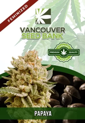 Papaya Strain Feminized