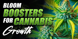 bloom booster for weed