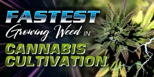 Fastest Growing Weed