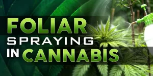 foliar spray cannabis