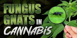 fungus gnats cannabis